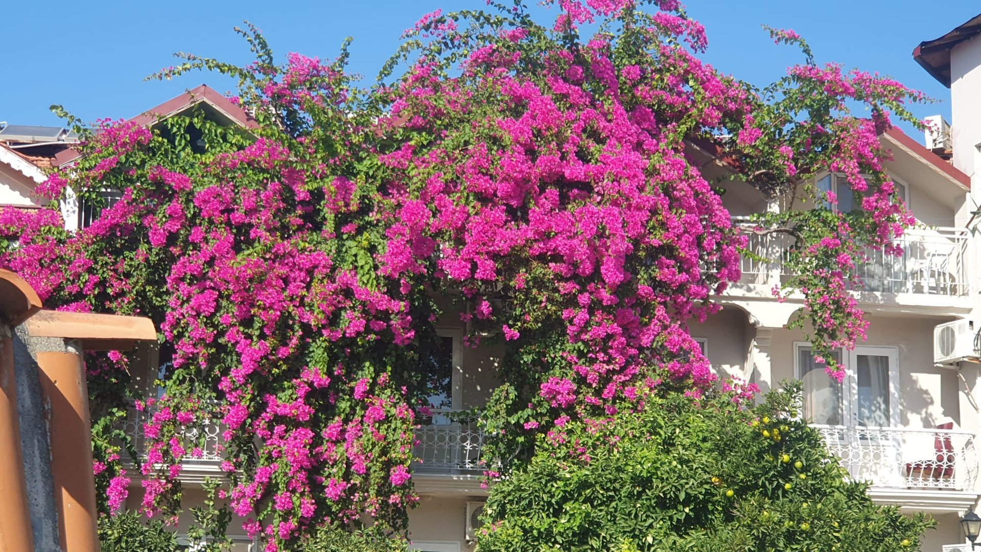 Dalyan walks with Orange Blossom